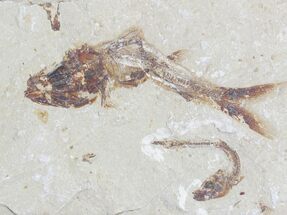 Davichthys Fossil Fish - Lebanon #28204
