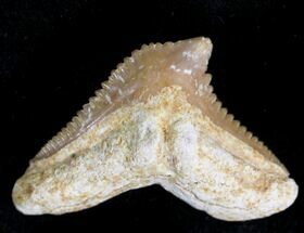 Fossil Tiger Shark (Galeocerdo eaglesomi) Tooth - Morocco #28226