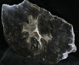 Triassic Petrified Wood Slab - Arizona #28260