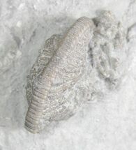 Camptocrinus Crinoid - Indiana #28272