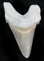 Sharp Auriculatus Shark Tooth - Dakhla, Morocco #28286