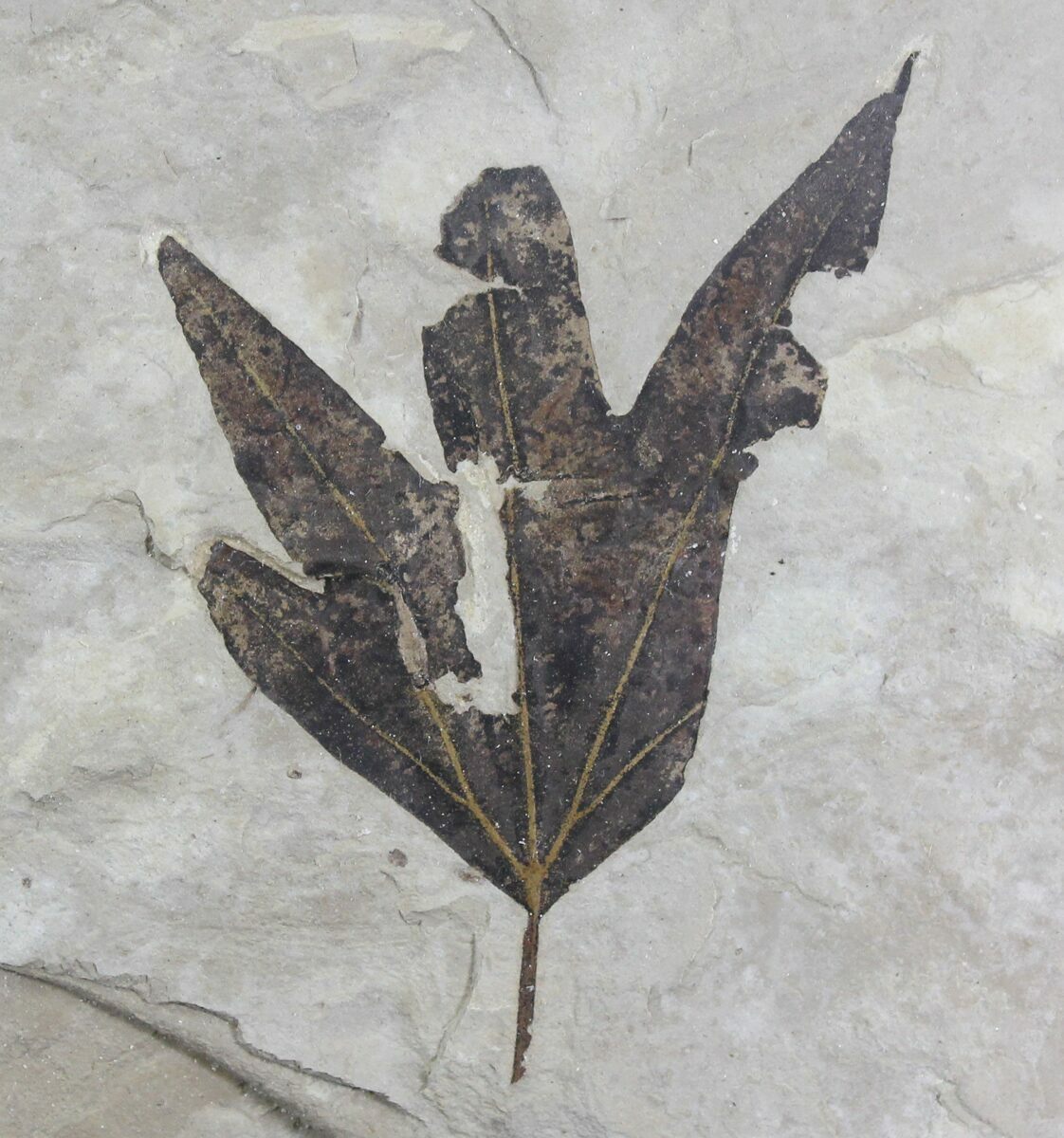 Fossil Sycamore Leaf - Green River Formation For Sale (#28296