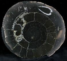 Cut Speetoniceras Ammonite From Russia - With Pyrite #28376
