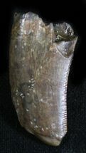 Tyrannosaur Tooth (T-Rex or Nanotyrannus) #28467