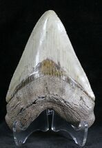 Light Colored Megalodon Tooth - Sharp Serrations #28468