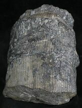 Fossil Calamites Trunk Section - West Virginia #28546