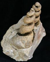 Large, Spiral Gastropod Fossils - Morocco #28836
