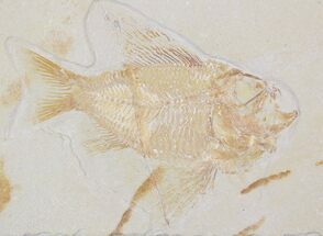 Beautiful Ctenotherissa Fossil Fish - Lebanon #28839