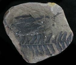 Plant Fossils For Sale - FossilEra.com