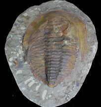 Cambropallas Trilobite From Morocco - Restored Head #28939