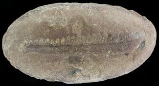 Pennsylvanian Fern Fossil - Mazon Creek #28918