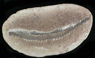 Fern Fossil In Nodule - Mazon Creek #28920