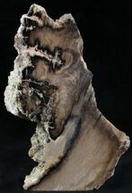 Free-Standing Petrified Wood Specimen - McDermitt, OR #28992