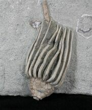 Very D Macrocrinus Crinoid - Indiana #29383