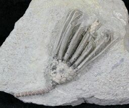 Detailed Macrocrinus Crinoid Fossil - Indiana #29388