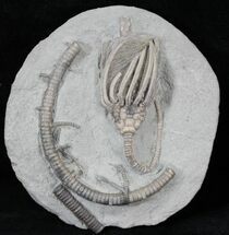 Very Aesthetic Crinoid Fossil Plate - Indiana #29389