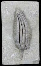 Beautiful Parascytalocrinus Validus Crinoid - Indiana #29392