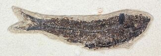 Detailed Knightia Fossil Fish - inch Layer #29513