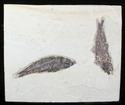 Multiple Knightia Fossil Fish - inch Layer #29523