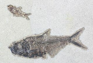 Multiple Diplomystus Fossil Fish - inch Layer #29542