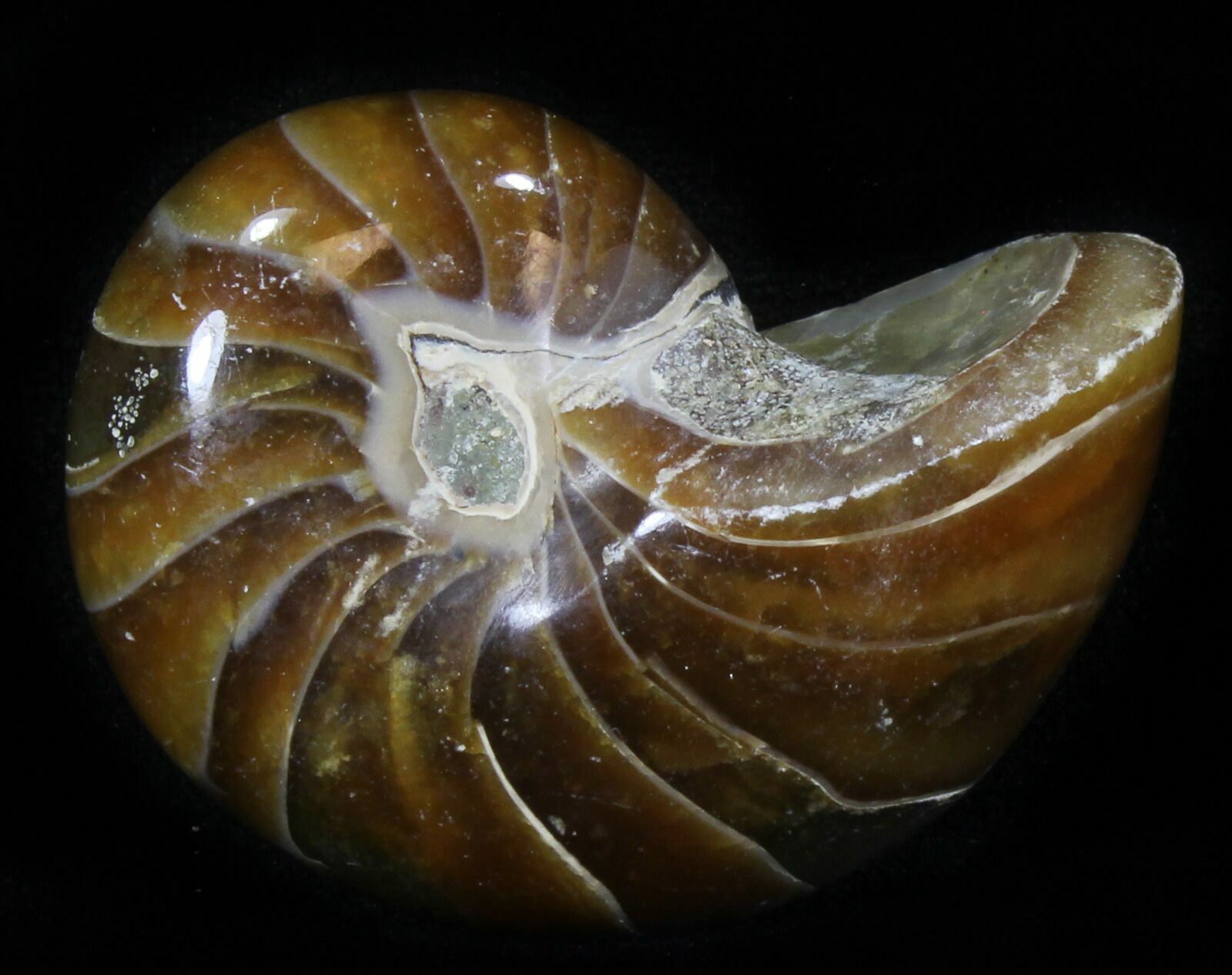 1.9" Cretaceous Nautilus Fossil Madagascar For Sale (29637