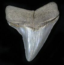 Pretty Megalodon Tooth - Maryland #29659