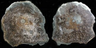 Pyritized, Sliced Ichthyosaur Vertebra - Great Cell Structure #29771