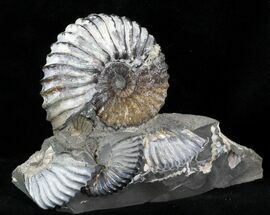 Large Deschaesites Ammonite Cluster - Russia #30268