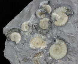 Promicroceras Ammonite Cluster - England #30740