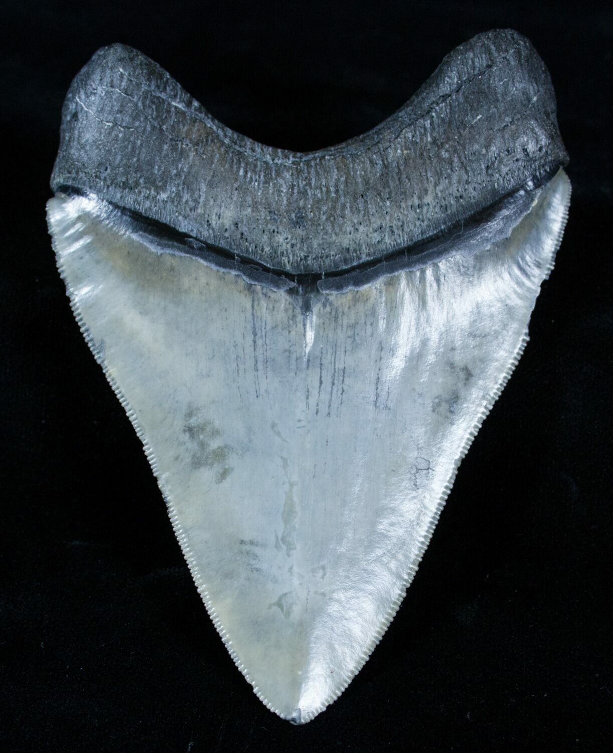 4.11 Inch Venice, Florida Megalodon Tooth For Sale (#3787) - FossilEra.com