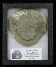 Pyrite Sun In Riker Mount Case - Illinois #31174