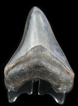 Finely Serrated Megalodon Tooth - Georgia #31320