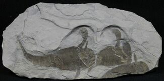 Multiple Eurypterus (Sea Scorpion) Fossil - New York #31406