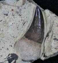 Rooted Tylosaurus Tooth - Smoky Hill Chalk, Kansas #31433