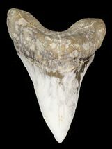 Large Cretoxyrhina Shark Tooth - Kansas #31644