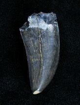 Black Inch Albertosaurus Tooth - Montana #3857