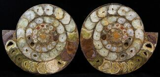 Cut & Polished Perisphinctes Ammonite - Madagascar #31818