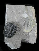 Large Eldredgeops Trilobite (Head Tucked) - New York #32451