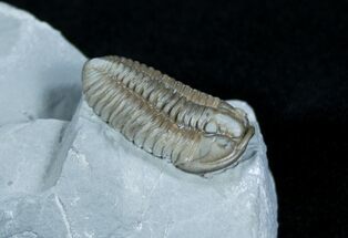 Flexicalymene Trilobite From Ohio - D #3887