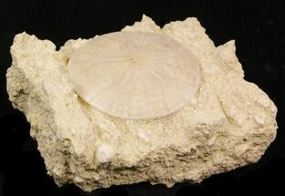 Beautiful Miocene Aged Fossil Sand Dollar - France #32459