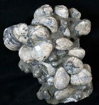 Tall Cretaceous Fossil Clam Cluster - Russia #15591