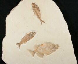 Large Fossil Fish Plate (Three Species) - Wall Mounted #18057
