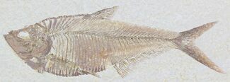 Detailed Diplomystus Fish Fossil From Wyoming #32738