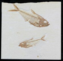 Multiple Diplomystus Fossil Fish #32746