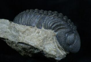 Very Bumpy & Detailed Phacops Trilobite #3907