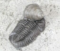 Prone Eldredgeops Trilobite With Horn Coral - New York #32449