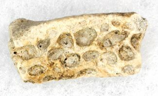 Deinosuchus Skull Fragment - Javelina Formation, Texas #33217