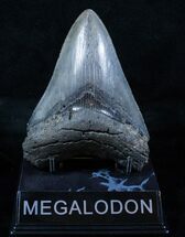 Inch Megalodon Tooth - Serrated #3917