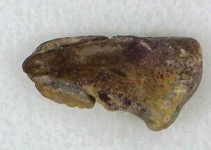 Eryops Claw From Oklahoma - Giant Permian Amphibian #33601