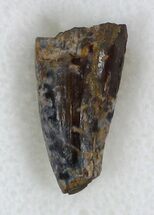 Dimetrodon Tooth - Texas #33605